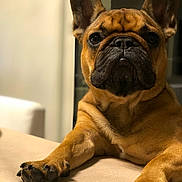 Noly participe au concours pour gagner de l'argent avec cette photo : animal, black_nose, brown, close_up, companion, cute, dog, domestic_animal, ears, expression, face, french_bulldog, fur, indoor, lying_down, mammal, nail, paw, pet, portrait