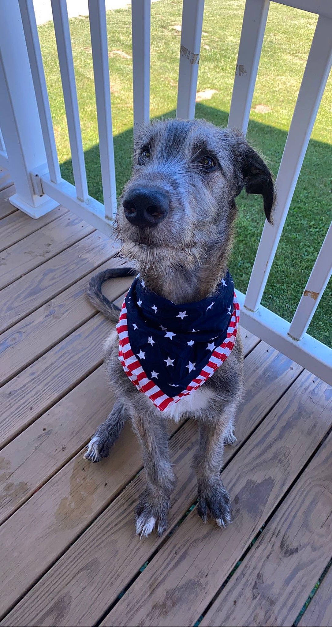 Draxx is registered to the contest to win money with this photo: canidae, carnivore, chair, collar, companion_dog, dog, dog_breed, dog_collar, dog_supply, fashion_accessory, fawn, grey, hardwood, leash, pet_supply, plank, snout, sporting_group, wood, working_animal