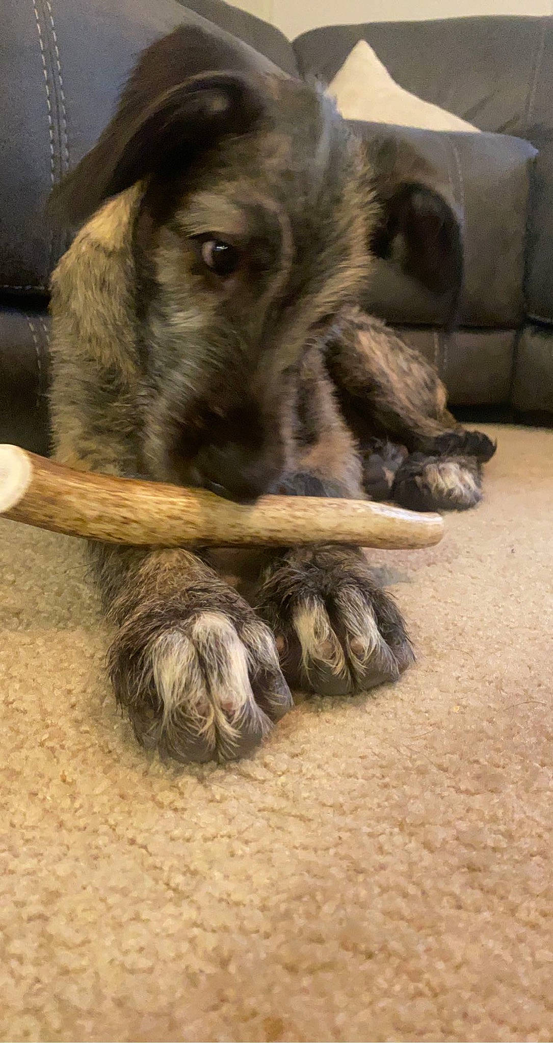 Draxx joined the competition — help win amazing prizes! canidae, carnivore, claw, companion_dog, couch, dog, dog_breed, fawn, fur, guard_dog, liver, paw, sporting_group, tail, terrestrial_animal, whiskers, wood, working_animal, working_dog, wrinkle