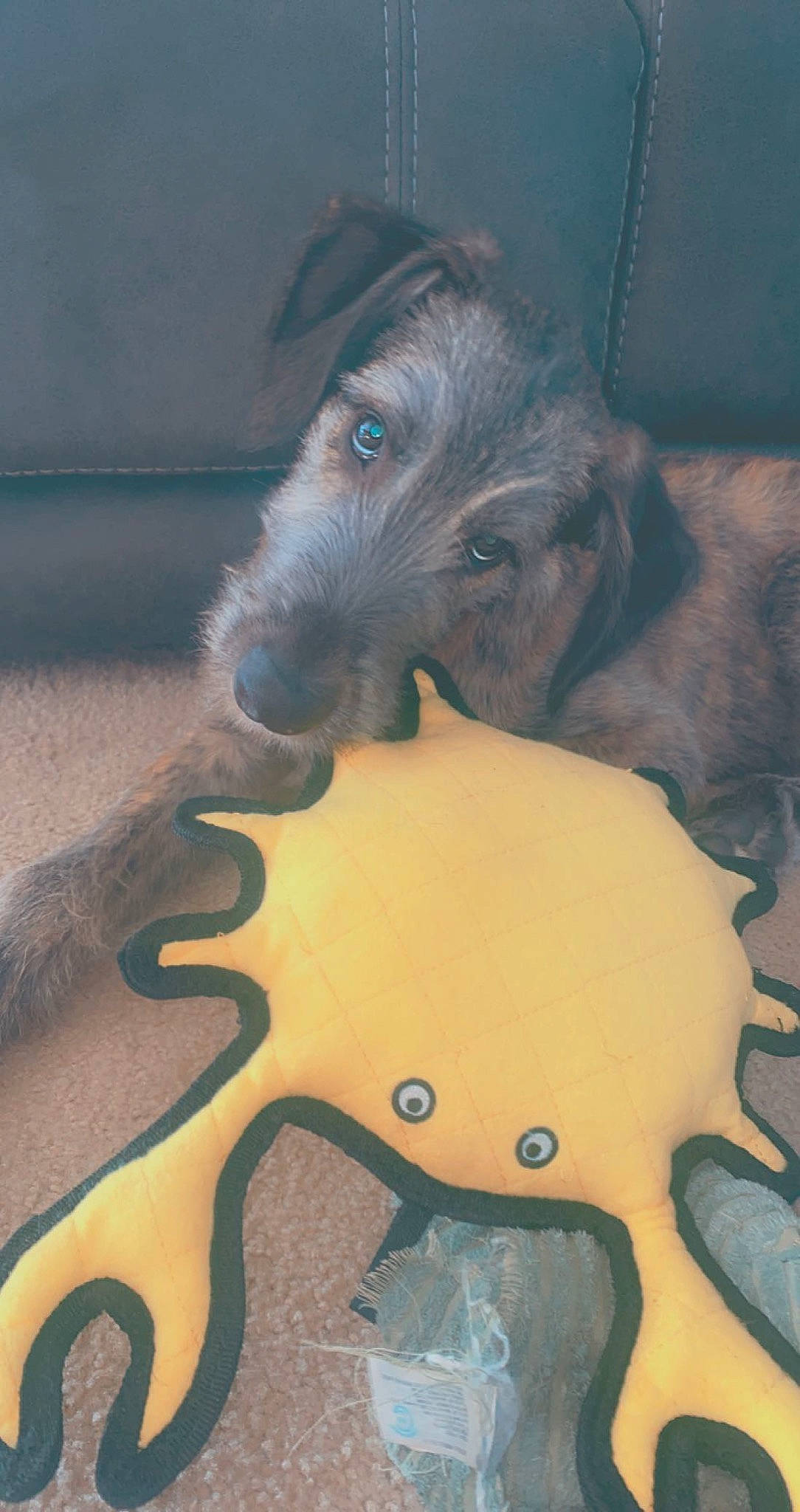 Draxx is registered to the contest to win money with this photo: canidae, dog_breed, fawn, fur, hat, landscape, livestock, metal, octopus, pack_animal, snout, table, tail, terrestrial_animal, tints_and_shades, tire, toy, tree, wood, working_animal