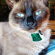 Nikki joined the competition — help win amazing prizes! animal, blue_eyes, cat, close_up, collar, cute, domestic_animal, feline, fur, house, indoor, looking_at_camera, mammal, pet, portrait, relaxed, siamese_cat, tag, whiskers, window