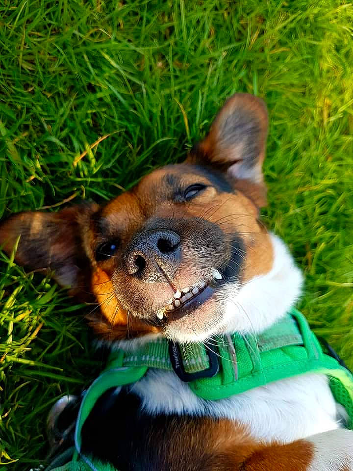 Kip is registered to the contest to win money with this photo: canidae, carnivore, collar, companion_dog, dog, dog_breed, dog_collar, dog_supply, ear, fashion_accessory, fawn, fur, grass, leash, plant, snout, sporting_group, terrestrial_animal, whiskers, working_animal