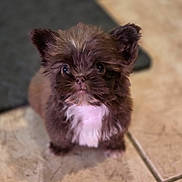 Luzie is registered to the contest to win money with this photo: puppy, dog, brown, white_patch, fluffy, cute, small, pet, indoor, floor, tile, animal, young, looking_up, fur, ears, nose, eyes, adorable, domestic