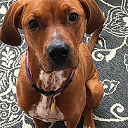 Ellie joined the competition — help win amazing prizes! dog, brown_dog, pet, collar, indoor, carpet, patterned_rug, sitting, animal, cute, close_up, white_markings, ears, paw, looking_at_camera, domestic_animal, fur, companion, alert, young_dog
