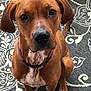 dog, brown_dog, pet, collar, indoor, carpet, patterned_rug, sitting, animal, cute, close_up, white_markings, ears, paw, looking_at_camera, domestic_animal, fur, companion, alert, young_dog