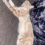 Blitzy joined the competition — help win amazing prizes! animal, cat, couch, cozy, cute, domestic, feline, fur, home, indoor, nap, pet, pillow, relaxing, resting, sleeping, striped, tabby, tail, whiskers