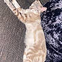 animal, cat, couch, cozy, cute, domestic, feline, fur, home, indoor, nap, pet, pillow, relaxing, resting, sleeping, striped, tabby, tail, whiskers