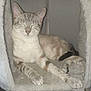 Blitzy joined the competition — help win amazing prizes! animal, cat, cat_house, comfortable, cozy, cute, domestic, feline, fur, indoor, mammal, paws, pet, quiet, relaxed, resting, sleeping, striped, tail, whiskers