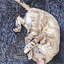 Blitzy is registered to the contest to win money with this photo: blue_rug, cat, checkered_item, cozy, curled_up, cute, domestic_animal, feline, fluffy_rug, fur, indoor, paw, pet, quiet, relaxed, resting, sleeping, soft_texture, striped_tail, whiskers