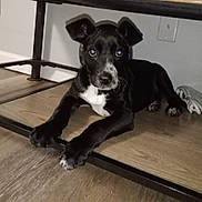 Panda joined the competition — help win amazing prizes! puppy, dog, black_dog, white_spot, floor, wood_floor, table, under_table, indoor, pet, animal, cute, young_dog, paw, ears, lying_down, reflection, flash, looking_at_camera, domestic