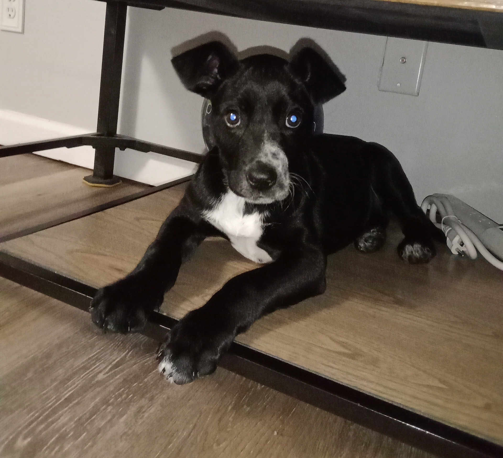 Panda joined the competition — help win amazing prizes! puppy, dog, black_dog, white_spot, floor, wood_floor, table, under_table, indoor, pet, animal, cute, young_dog, paw, ears, lying_down, reflection, flash, looking_at_camera, domestic