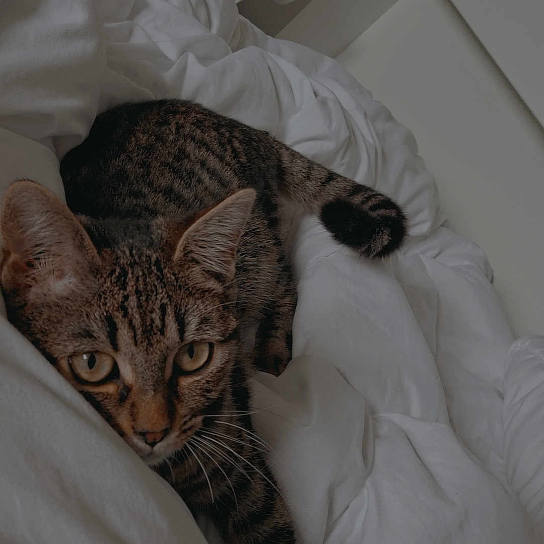 Matcha participe au concours pour gagner de l'argent avec cette photo : abyssinian, animal, bed, bedroom, blanket, cat, chair, couch, cushion, furniture, homedecor, indoors, kitten, linen, manx, ocelot, person, pet, room, sleeping