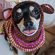 Flower is registered to the contest to win money with this photo: dog, small_dog, crocheted_costume, reindeer, antlers, ears, tongue_out, cute, pet, knitwear, colorful, cozy, indoors, close_up, sitting, black_and_tan, animal_face, canine, funny_costume, adorable