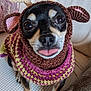 dog, small_dog, crocheted_costume, reindeer, antlers, ears, tongue_out, cute, pet, knitwear, colorful, cozy, indoors, close_up, sitting, black_and_tan, animal_face, canine, funny_costume, adorable