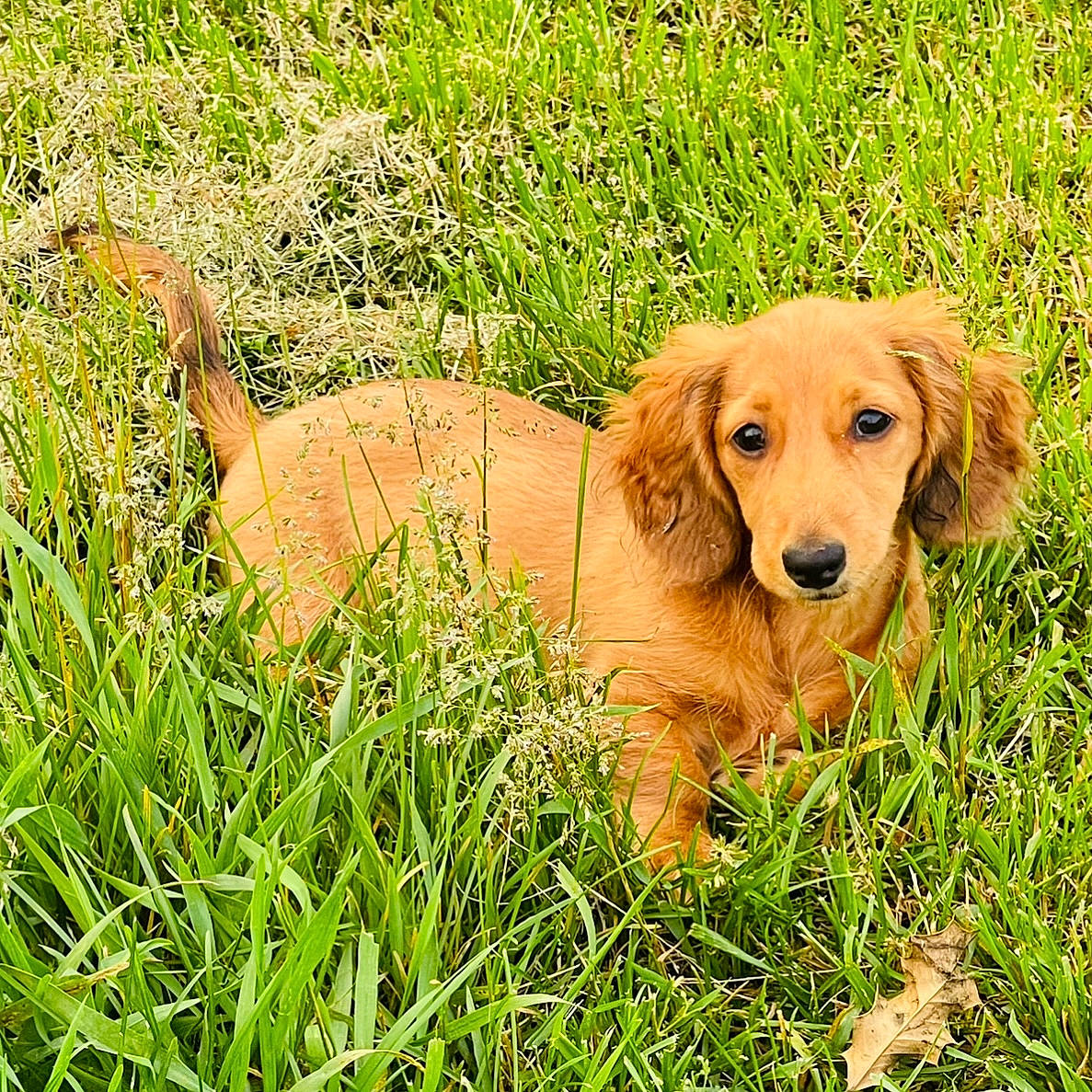 Nala Marie joined the competition — help win amazing prizes! canidae, carnivore, companion_dog, dog, dog_breed, fawn, grass, grassland, gun_dog, herbaceous_plant, hunting_dog, natural_landscape, people_in_nature, plant, prairie, sporting_group, tail, terrestrial_animal, wildlife, working_animal