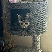 Wendell joined the competition — help win amazing prizes! animal, balls, carpeted, cat, cat_tree, colorful, cozy, cubby, curious, feline, home, indoor, paw, pet, plushie, resting, soft_light, tabby, toy, wall