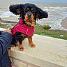Olivie participe au concours pour gagner de l'argent avec cette photo : dog, pet, red_jacket, ears_flapping, leash, person_hand, stone_ledge, sea, waves, cloudy_sky, outdoor, grass, coastline, small_dog, cute, fur, black_and_tan, canine, nature, wind