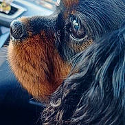 Olivie participe au concours pour gagner de l'argent avec cette photo : dog, close_up, profile, car_interior, window, black_fur, brown_fur, pet, animal, eye, snout, fur_texture, reflection, daylight, vehicle, seat, blurred_background, looking_out, domestic_animal, companion