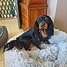 Olivie a rejoint le concours — aidez-le/la à gagner de superbes lots ! animal_bed, black_and_tan, canine, companion, cozy, dog, domestic_animal, fluffy, fur, fur_clothing, home_interior, indoor, long_ears, looking_at_camera, pet_bed, relaxed, resting, small_dog, tiled_floor, wooden_cabinet