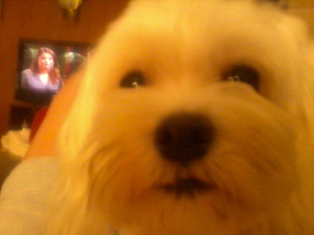 Geegee is registered to the contest to win money with this photo: canidae, carnivore, companion_dog, dog, dog_breed, ear, fawn, fur, non_sporting_group, small_terrier, snout, sporting_group, terrestrial_animal, terrier, toy_dog, whiskers, working_animal