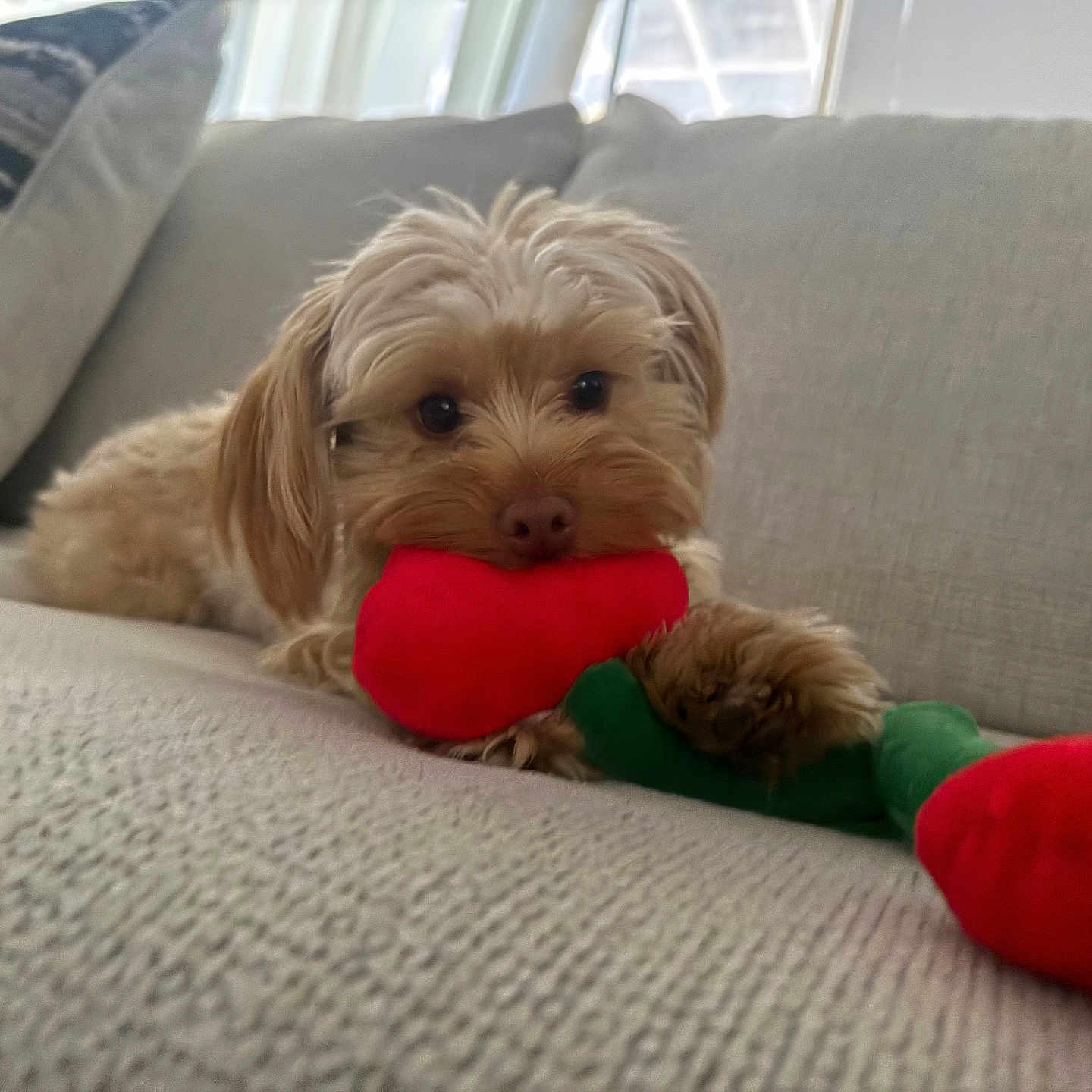 Stella is registered to the contest to win money with this photo: dog, plush_toy, couch, indoor, pet, light_brown, fur, cute, playful, resting, toy, texture, soft, animal, canine, relaxed, home, companion, adorable, comfort