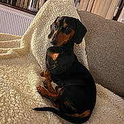 Peanut is registered to the contest to win money with this photo: dog, dachshund, pet, indoor, sofa, blanket, fleece, cozy, brown, black, fur, animal, relaxed, cute, small_dog, companion, home, curious, canine, resting