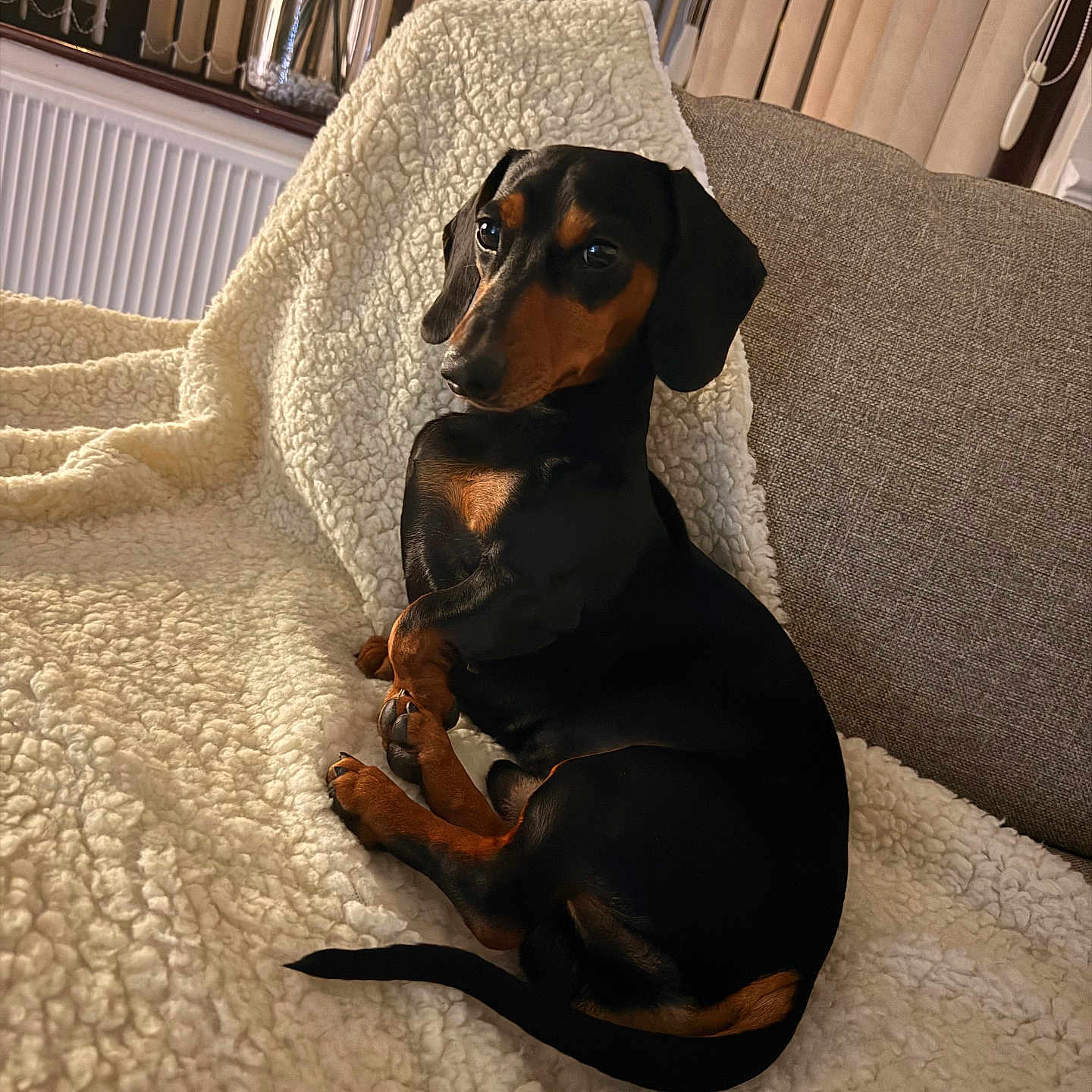 Peanut is registered to the contest to win money with this photo: animal, black, blanket, brown, canine, companion, cozy, curious, cute, dachshund, dog, fleece, fur, home, indoor, pet, relaxed, resting, small_dog, sofa