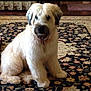 animal, beard, brown, carpet, collar, companion, cream_color, cute, dog, domestic_animal, ears, floor, fluffy, furry, home, indoor, patterned_rug, pet, relaxed, sitting