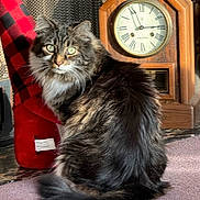 Max is registered to the contest to win money with this photo: cat, tabby, fluffy, green_eyes, carpet, vintage_clock, wood, red_and_black_checkered, indoor, pet, feline, curious, sitting, fur, cozy, home, decor, animal, portrait, soft_lighting