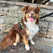 Vanille participe au concours pour gagner de l'argent avec cette photo : dog, brown_dog, white_fur, fluffy, sitting, outdoor, stone_wall, harness, leash, happy, tongue_out, pet, canine, fur, ears, eyes, sidewalk, nature, tree, animal