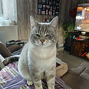 Maurice a rejoint le concours — aidez-le/la à gagner de superbes lots ! cat, indoor, furniture, couch, blanket, striped, pet, living_room, plant, television, photo_collage, wooden_cabinet, window, curtains, cozy, tabby, sitting, fur, ears, whiskers