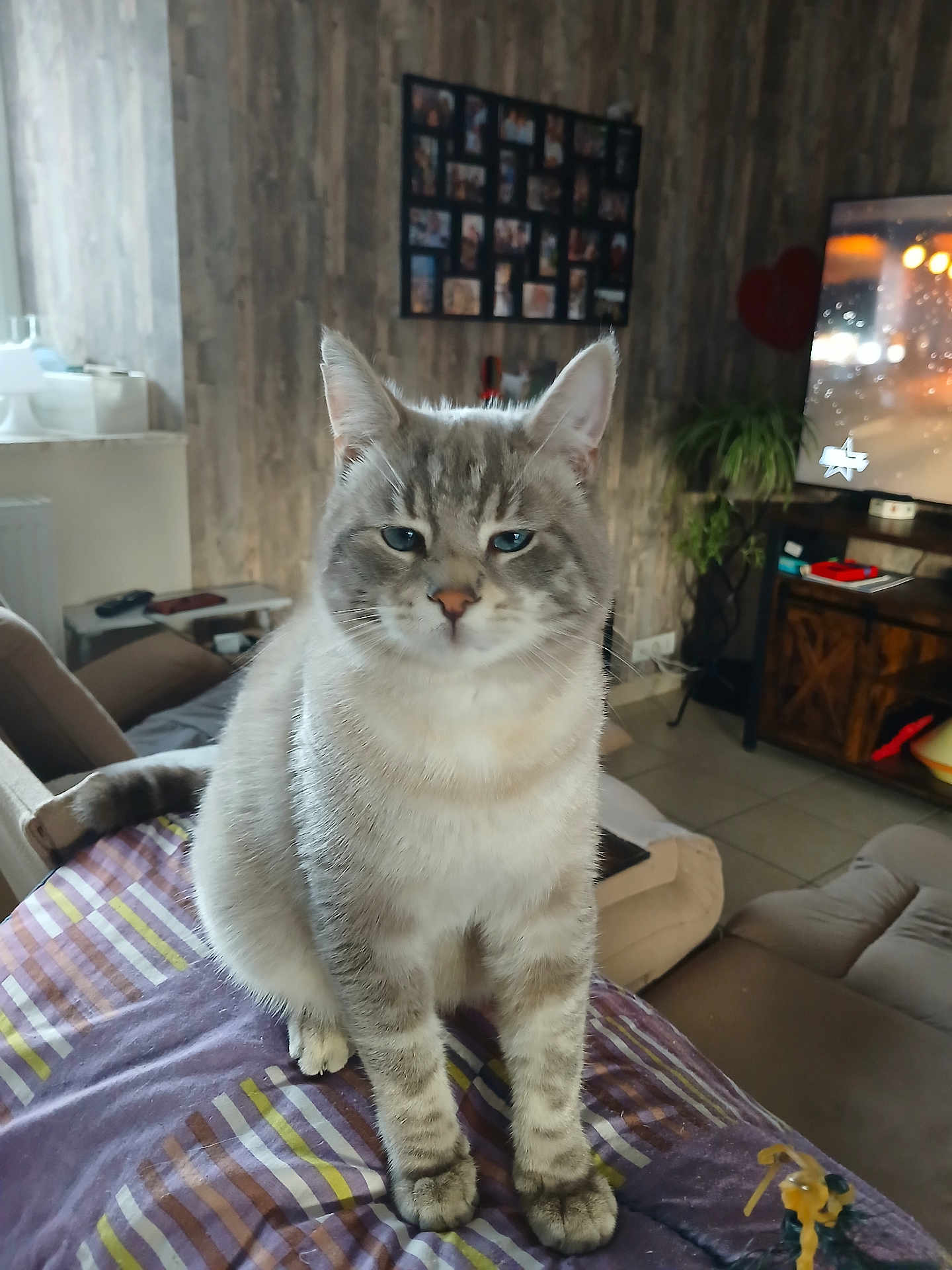 Maurice a rejoint le concours — aidez-le/la à gagner de superbes lots ! cat, indoor, furniture, couch, blanket, striped, pet, living_room, plant, television, photo_collage, wooden_cabinet, window, curtains, cozy, tabby, sitting, fur, ears, whiskers