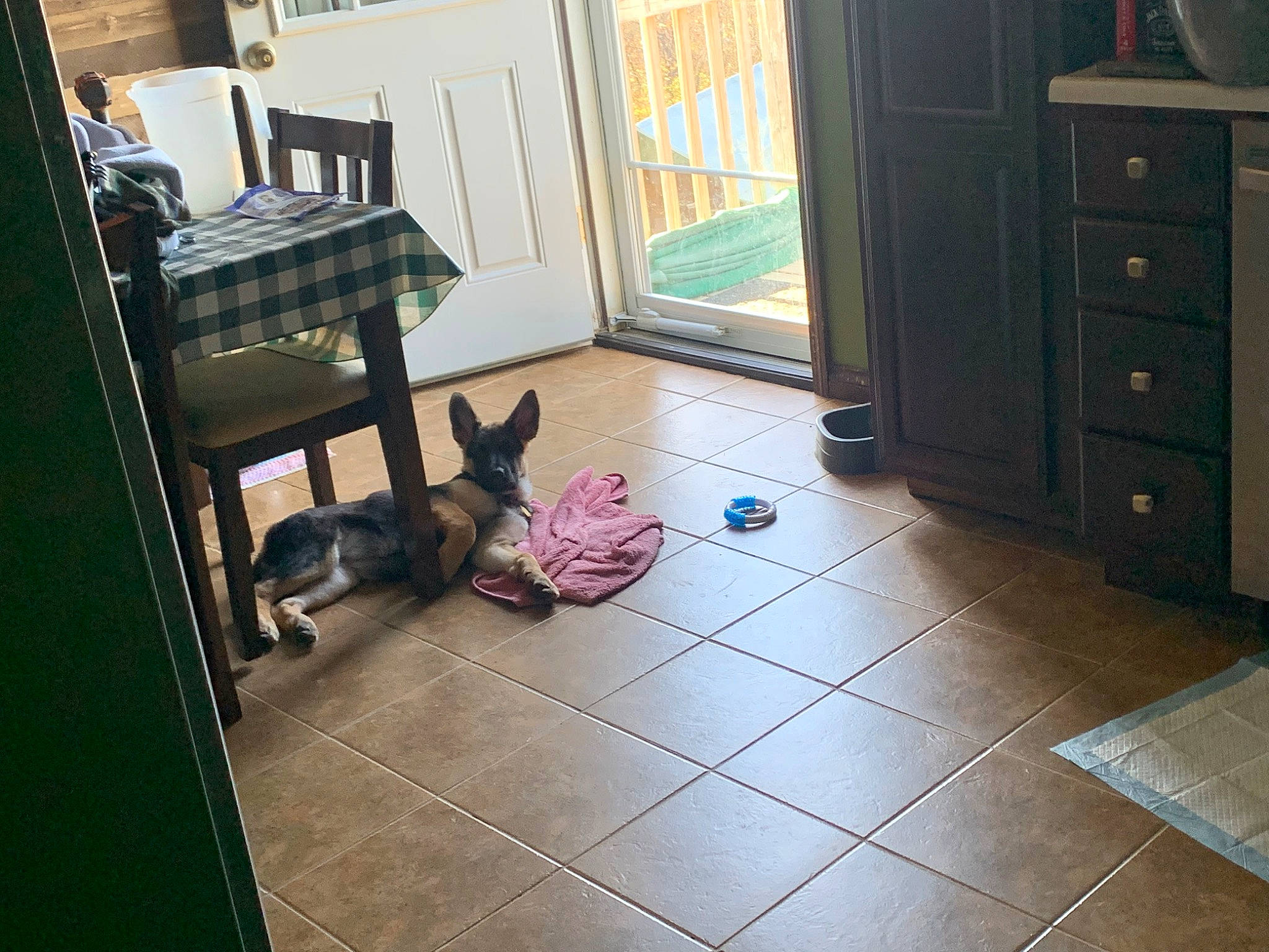 Moxie joined the competition — help win amazing prizes! cabinetry, carnivore, comfort, companion_dog, drawer, dresser, felidae, floor, flooring, hardwood, interior_design, laminate_flooring, property, room, sporting_group, table, window, wood, wood_flooring, wood_stain