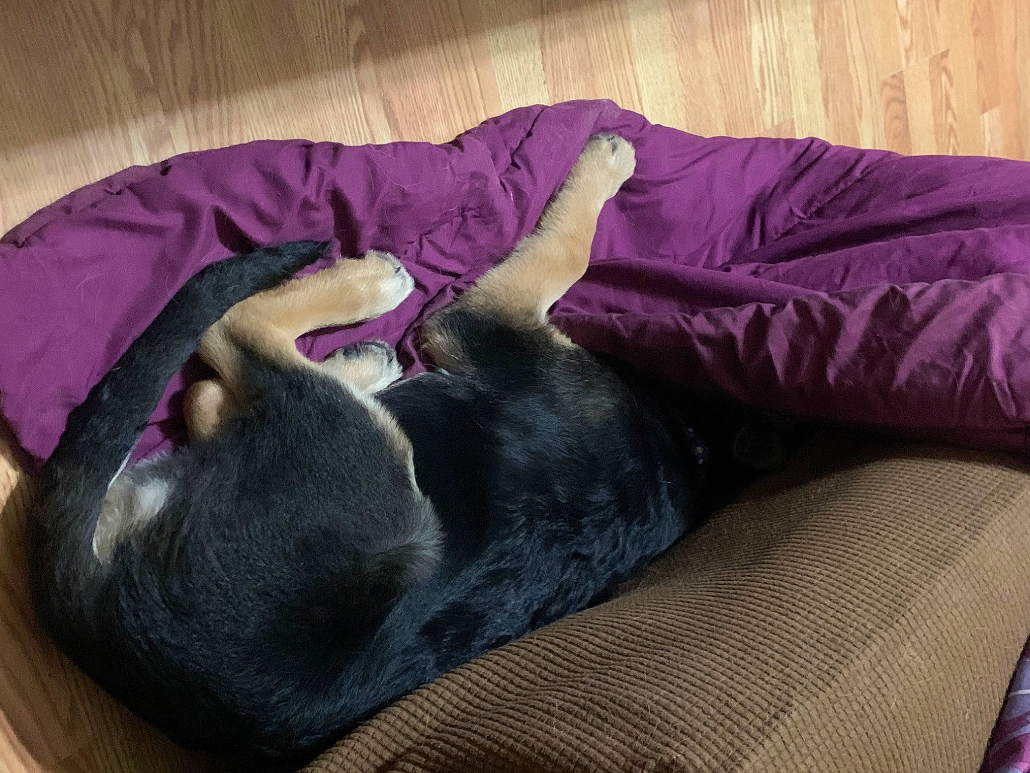 Moxie joined the competition — help win amazing prizes! canidae, carnivore, comfort, companion_dog, couch, dog, dog_breed, fawn, felidae, fur, grey, mammal, nap, purple, small_to_medium_sized_cats, sporting_group, studio_couch, tail, vertebrate, whiskers