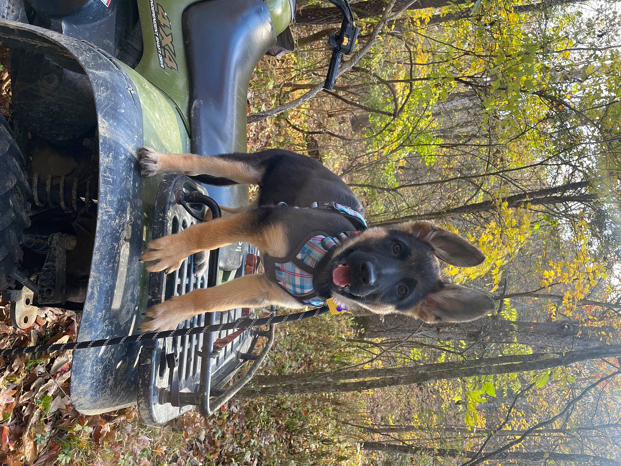 Moxie joined the competition — help win amazing prizes! auto_part, automotive_tire, automotive_wheel_system, bicycle_handlebar, bicycle_tire, bicycle_wheel, carnivore, dog, fender, grass, motor_vehicle, plant, recreation, spoke, tire, tread, tree, vehicle, wheel, working_animal