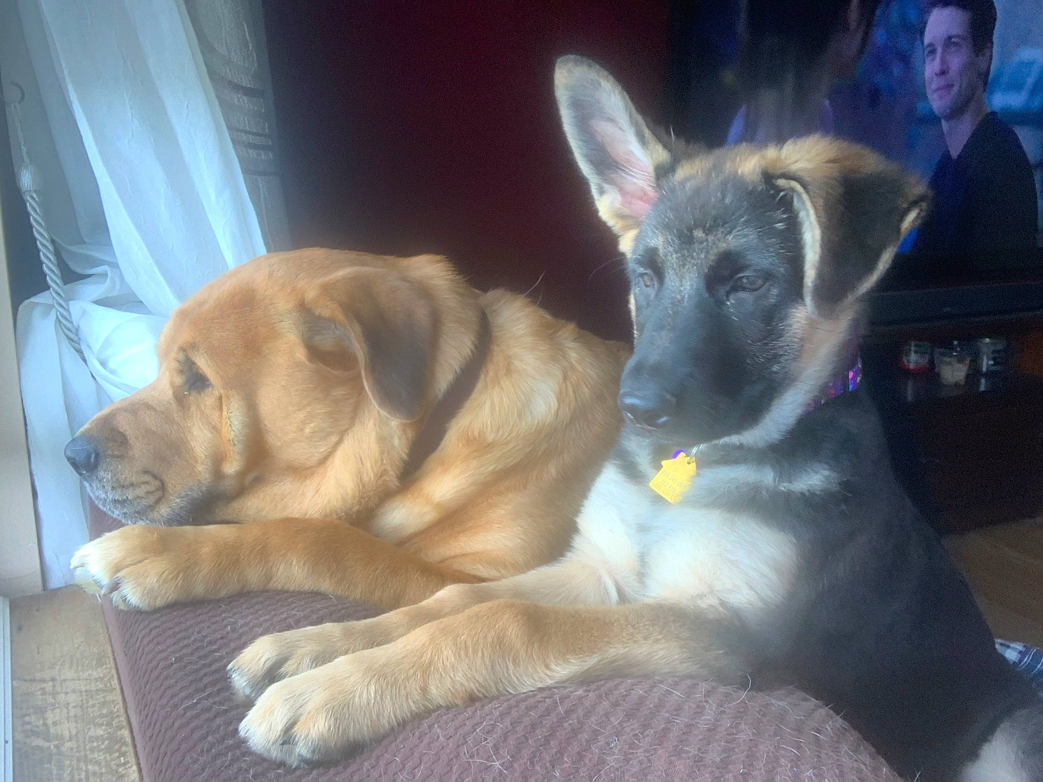 Moxie is registered to the contest to win money with this photo: ancient_dog_breeds, canidae, carnivore, companion_dog, curtain, dog, dog_breed, east_european_shepherd, fawn, fur, german_shepherd_dog, guard_dog, non_sporting_group, paw, snout, sporting_group, toy_dog, whiskers, working_animal, working_dog