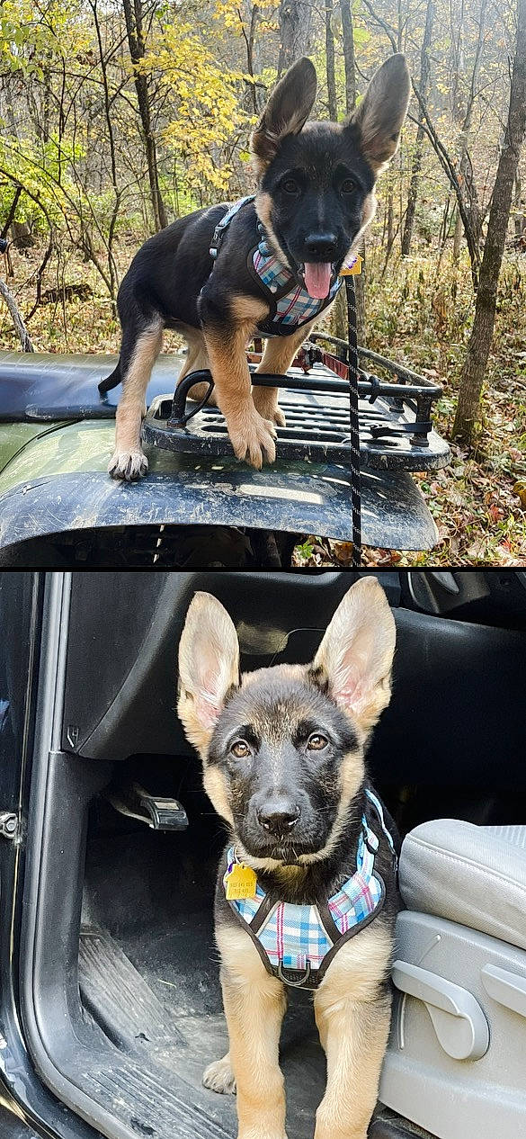 Moxie is registered to the contest to win money with this photo: canidae, carnivore, companion_dog, dog, dog_breed, dog_supply, fashion_accessory, fawn, fur, grass, guard_dog, herding_dog, leisure, plant, snout, sporting_group, sunglasses, tree, working_animal, working_dog