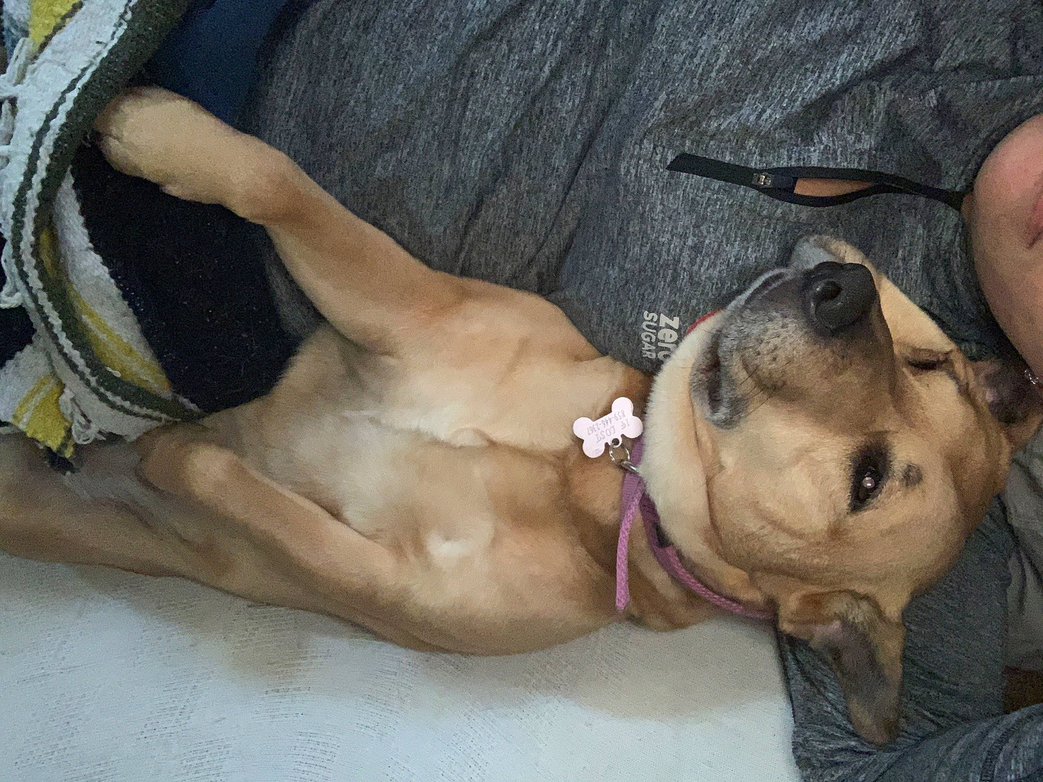 Sheba is registered to the contest to win money with this photo: abdomen, barechested, carnivore, chest, collar, comfort, companion_dog, dog, dog_breed, fawn, foot, human_leg, molosser, paw, snout, sporting_group, thigh, trunk, whiskers, wrinkle