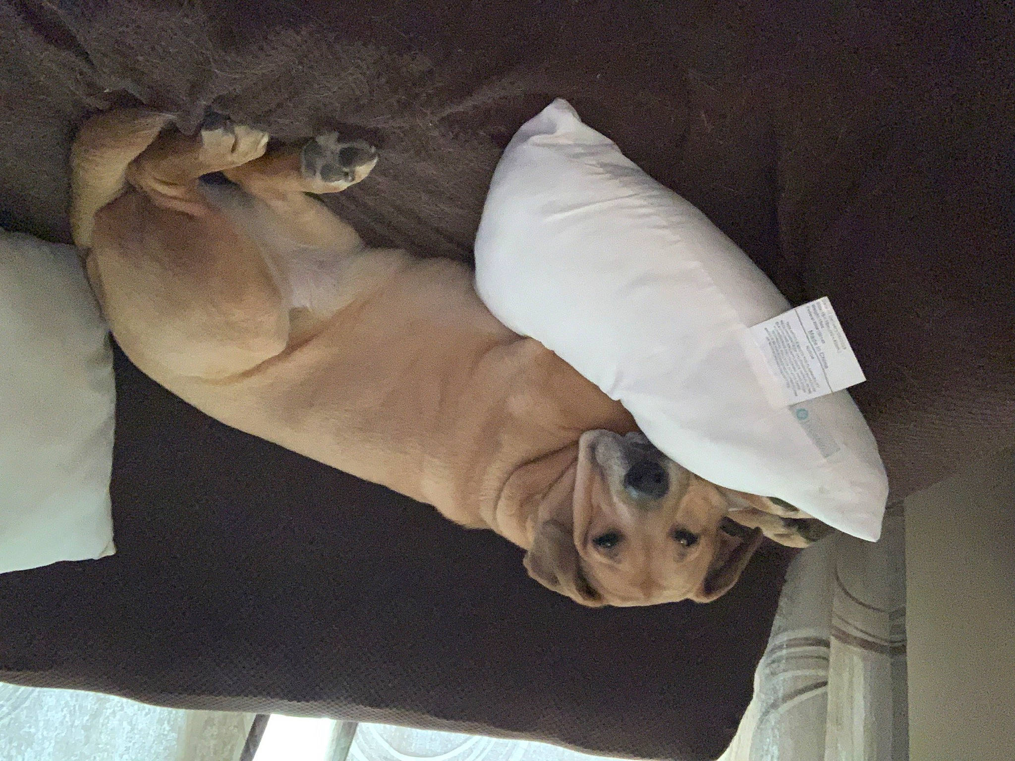 Sheba is registered to the contest to win money with this photo: bedding, canidae, comfort, couch, elbow, fur, hand, human_leg, knee, linens, paper, paper_product, room, sleeve, sporting_group, wood, wrinkle, wrist