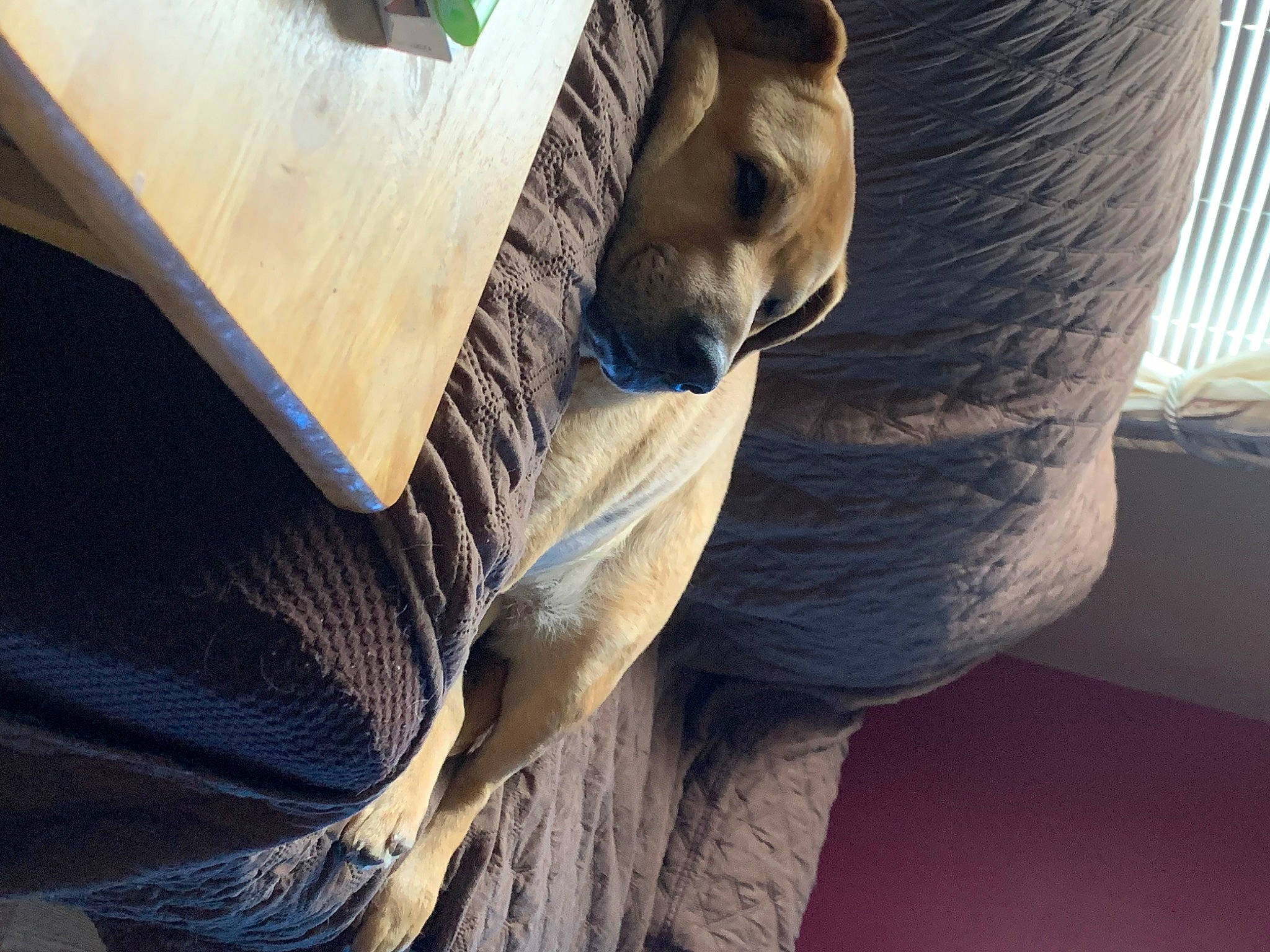 Sheba is registered to the contest to win money with this photo: automotive_tire, carnivore, comfort, companion_dog, dog, dog_breed, flooring, foot, fur, hardwood, human_leg, plywood, room, sitting, tail, terrestrial_animal, tints_and_shades, whiskers, wing, wood