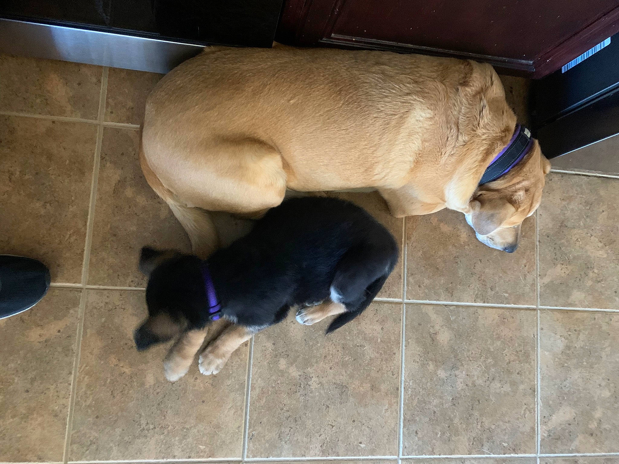 Sheba joined the competition — help win amazing prizes! canidae, carnivore, companion_dog, dog, dog_breed, fawn, floor, flooring, fur, non_sporting_group, paw, pet_supply, puppy, sporting_group, tail, terrestrial_animal, working_animal