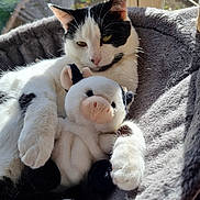 Yuna participe au concours pour gagner de l'argent avec cette photo : animal, black_and_white_cat, cat, cow_toy, cozy, cute, domestic_cat, feline, indoor, paw, pet_bed, plush_toy, relaxed, resting, sleepy, soft_fur, sunlight, toy, whiskers, window