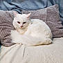 Yuki participe au concours pour gagner de l'argent avec cette photo : animal, blanket, cat, comfortable, couch, cozy, cute, domestic, feline, fluffy, fur, home, indoor, pet, pillow, relaxed, resting, sofa, soft, white_cat