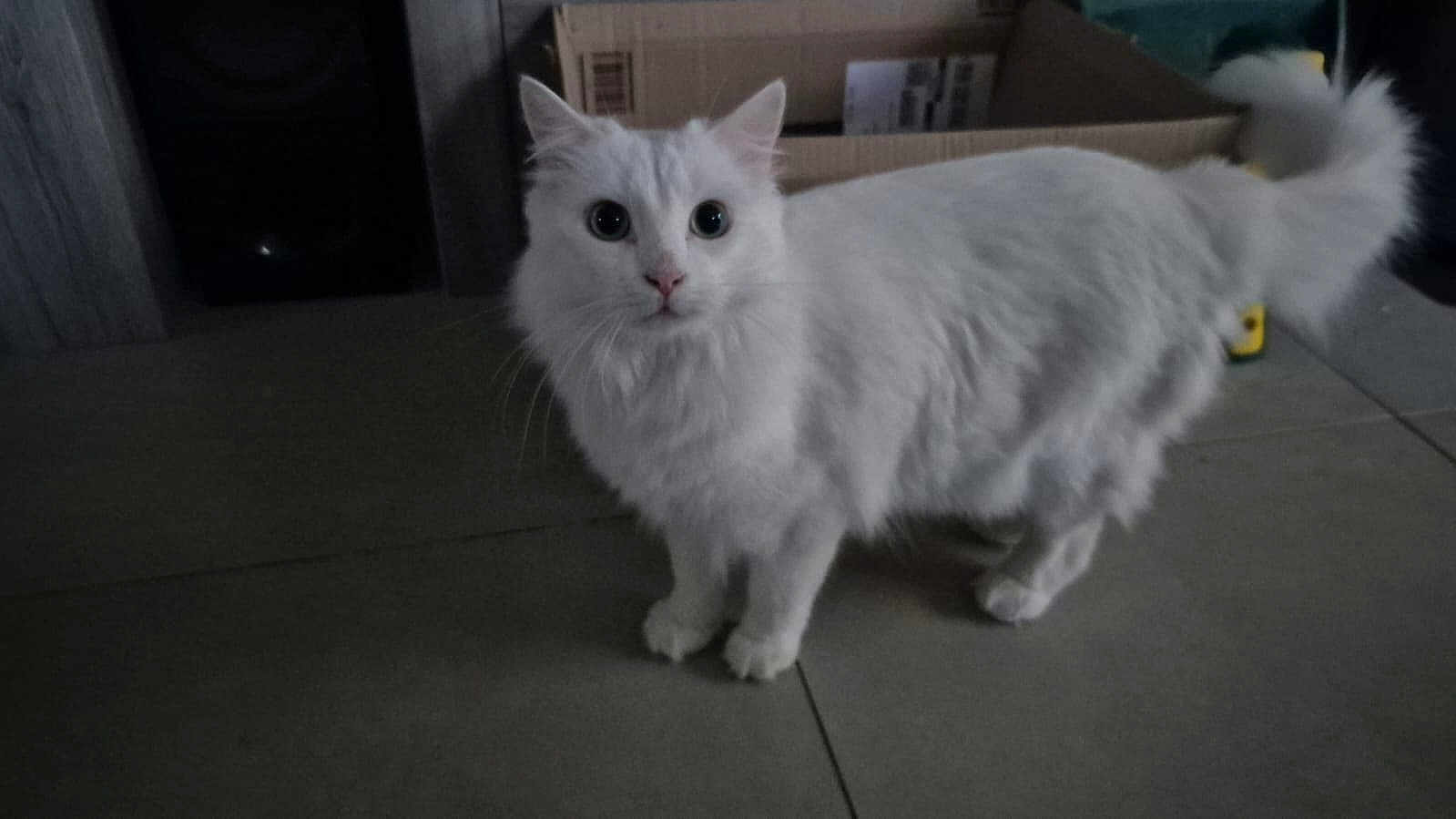 Yuki a rejoint le concours — aidez-le/la à gagner de superbes lots ! animal, cardboard_box, cat, curious, cute, domestic, ears, eyes, feline, floor, fluffy, fur, household_items, indoor, looking, pet, standing, tail, whiskers, white_cat