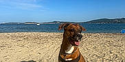 Lanou a rejoint le concours — aidez-le/la à gagner de superbes lots ! animal, beach, blue_sky, canine, coast, dog, happy, harness, landscape, nature, outdoor, pet, sand, sea, shadow, sitting, sky, summer, sunny, water