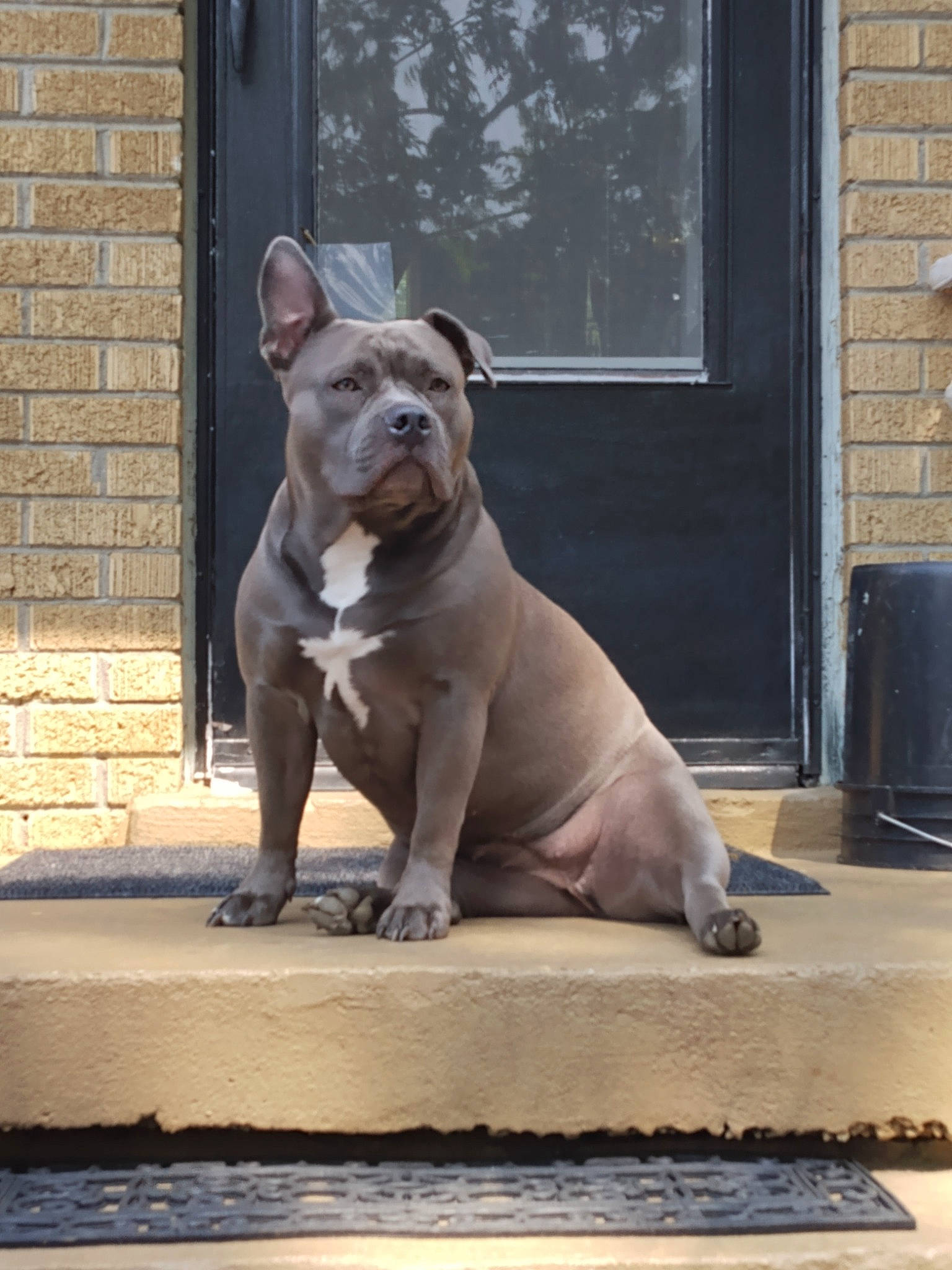 Xena is registered to the contest to win money with this photo: brick, bulldog, canidae, carnivore, collar, companion_dog, dog, dog_breed, door, fawn, flooring, non_sporting_group, snout, sporting_group, tail, terrestrial_animal, whiskers, window, wood, working_animal