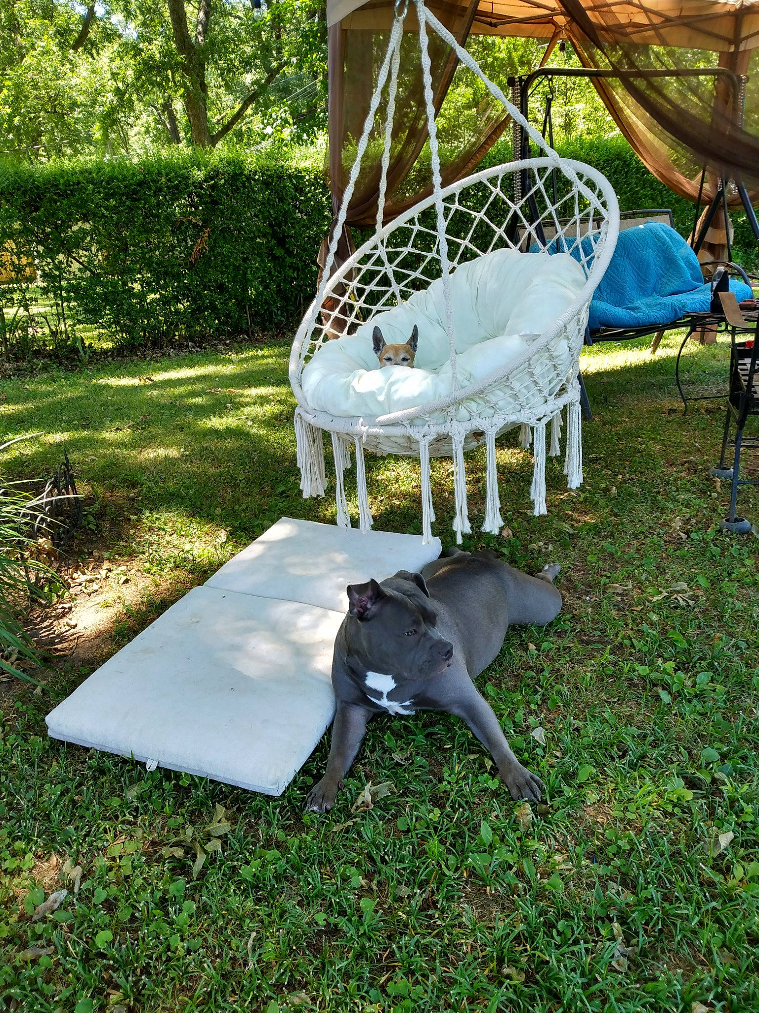 Xena is registered to the contest to win money with this photo: backyard, chair, event, garden, grass, groundcover, landscape, landscaping, lawn, leisure, metal, outdoor_furniture, outdoor_table, plant, shade, tree, vertebrate, wood, yard