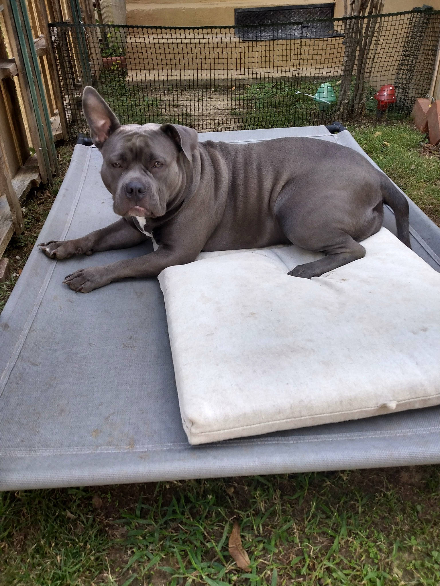 Xena joined the competition — help win amazing prizes! bulldog, carnivore, collar, comfort, companion_dog, dog, dog_breed, dog_collar, dog_supply, fawn, french_bulldog, grass, guard_dog, molosser, plant, sporting_group, terrestrial_animal, toy_dog, working_animal, wrinkle