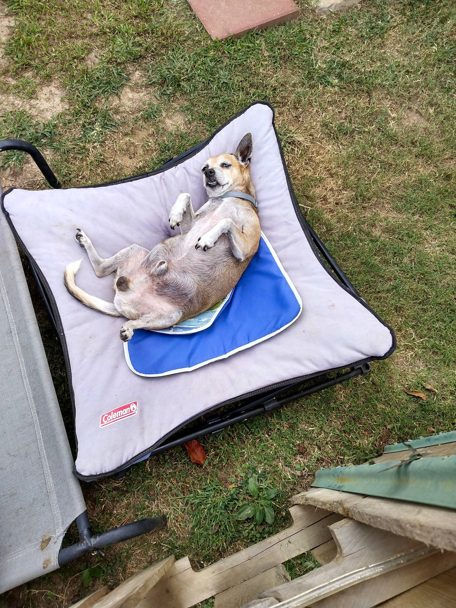 Summer joined the competition — help win amazing prizes! advertising, art, bag, companion_dog, dog_breed, fashion_accessory, fawn, grass, leisure, linens, outdoor_furniture, paper, recreation, wildlife, wing, working_animal