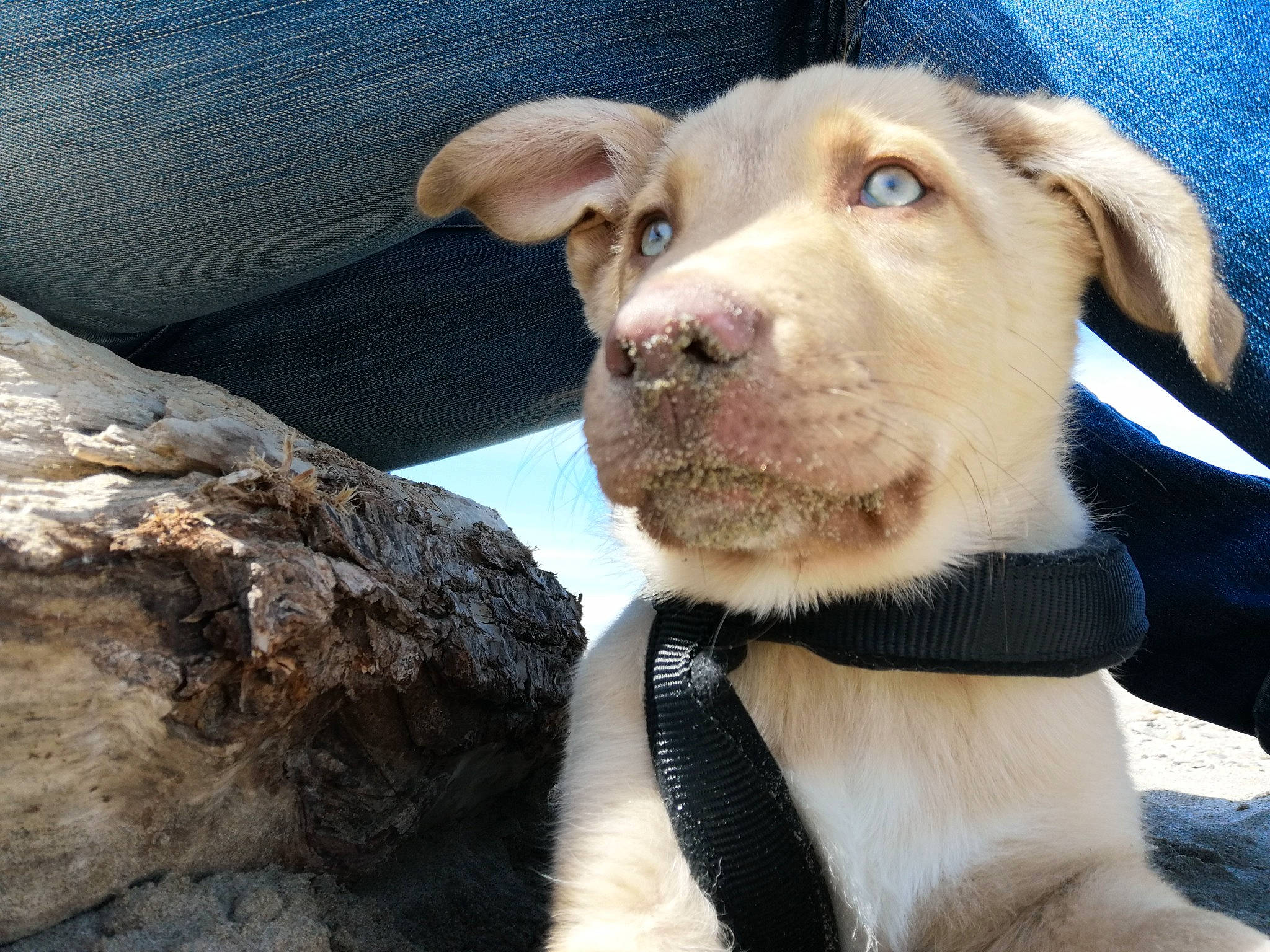 Shallow participe au concours pour gagner de l'argent avec cette photo : canidae, carnivore, collar, companion_dog, dog, dog_breed, dog_collar, fawn, fur, labrador_retriever, liver, paw, pet_supply, rock, smile, snout, sporting_group, sun_hat, whiskers, working_animal